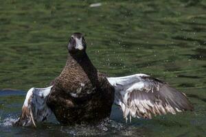 comum eider dentro Inglaterra foto