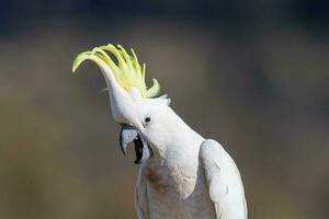 com crista de enxofre cacatua dentro Austrália foto