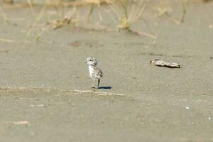 banda dupla dotterel dentro Novo zelândia foto