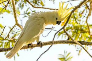 com crista de enxofre cacatua dentro Austrália foto