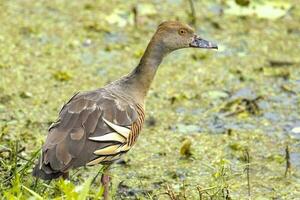 emplumado assobio Pato foto