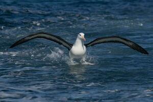 sobrancelha negra albatroz dentro australasia foto