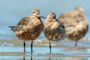 cauda de barra godwit dentro australasia foto