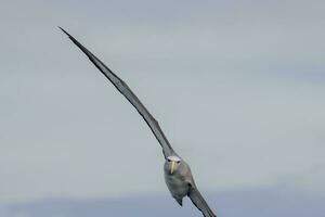 de salvin mollymawk albatroz foto