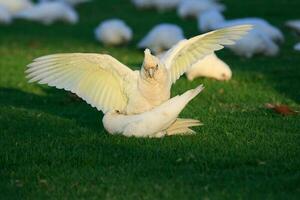 pequeno Corella dentro Austrália foto