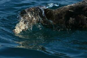 norte gigante petrel foto