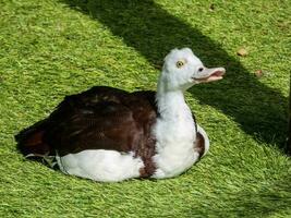 radjah shelduck dentro Austrália foto