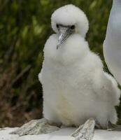 mascarado booby dentro Austrália foto