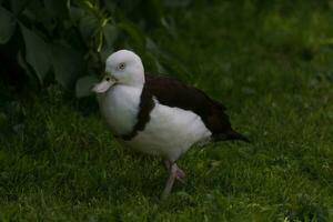 radjah shelduck dentro Austrália foto