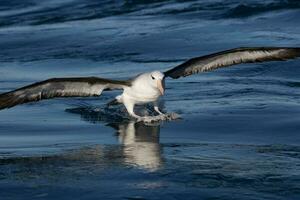 sobrancelha negra albatroz dentro australasia foto