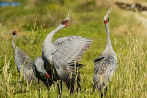 brolga guindaste dentro Austrália foto