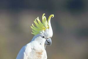 com crista de enxofre cacatua dentro Austrália foto