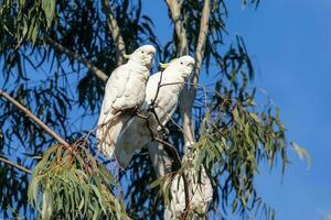 com crista de enxofre cacatua dentro Austrália foto