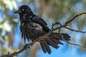 pequeno Corvo dentro Austrália foto