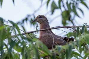 Castanho pomba-cuco dentro Austrália foto