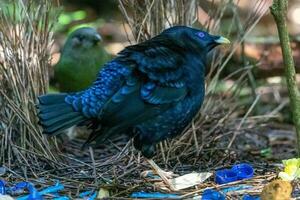 cetim Bowerbird dentro Austrália foto