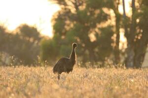 emu endêmico pássaro do Austrália foto