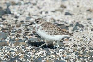 Novo zelândia dotterel foto