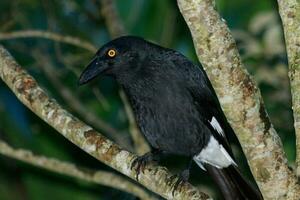 malhado currawong dentro Austrália foto