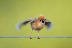 cabeça de ouro cisticola dentro Austrália foto