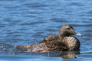 comum eider dentro Inglaterra foto