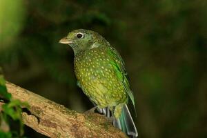 verde catbird dentro Austrália foto