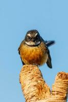 piwakawaka Novo zelândia fantail foto