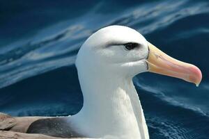 sobrancelha negra albatroz dentro australasia foto