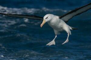 sobrancelha negra albatroz dentro australasia foto