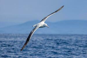 sulista real albatroz dentro australasia foto