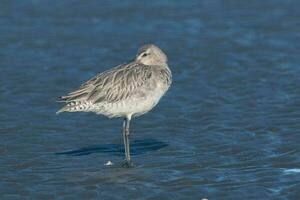 cauda de barra godwit dentro australasia foto