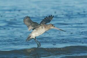 cauda de barra godwit dentro australasia foto