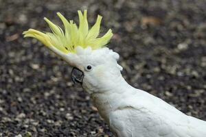 com crista de enxofre cacatua dentro Austrália foto