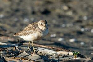 Novo zelândia dotterel foto