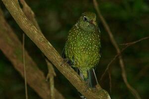 verde catbird dentro Austrália foto