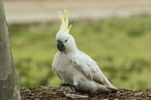 com crista de enxofre cacatua dentro Austrália foto