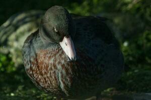 uou azul Pato do Novo zelândia foto