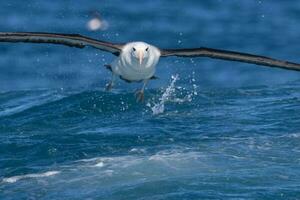 sobrancelha negra albatroz dentro australasia foto