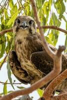 Castanho falcão dentro Austrália foto