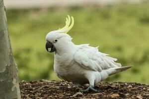 com crista de enxofre cacatua dentro Austrália foto