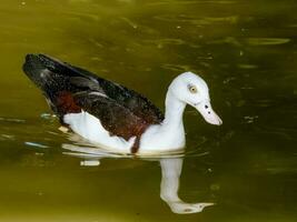 radjah shelduck dentro Austrália foto