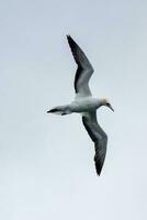 australasiano gannet dentro australasia foto