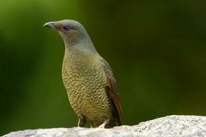 cetim Bowerbird dentro Austrália foto