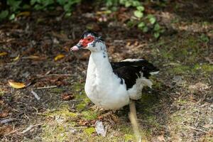 muscovy Pato dentro australasia foto