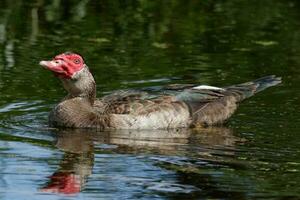 muscovy Pato dentro australasia foto