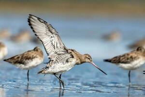 cauda de barra godwit dentro australasia foto