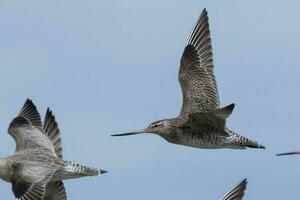 cauda de barra godwit dentro australasia foto