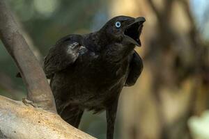pequeno Corvo dentro Austrália foto