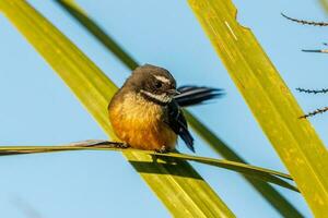 piwakawaka Novo zelândia fantail foto