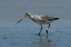 cauda de barra godwit dentro australasia foto